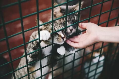 из открытого источника