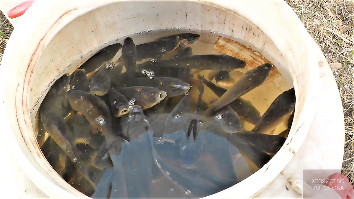 зарыбление пруда карпом. мальки тиляпии. сазан зарыбление. зарыбление пруда карасем. малек севелии.