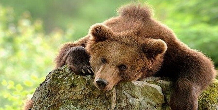 Медведь, взято для иллюстрации в Яндекс картинках.