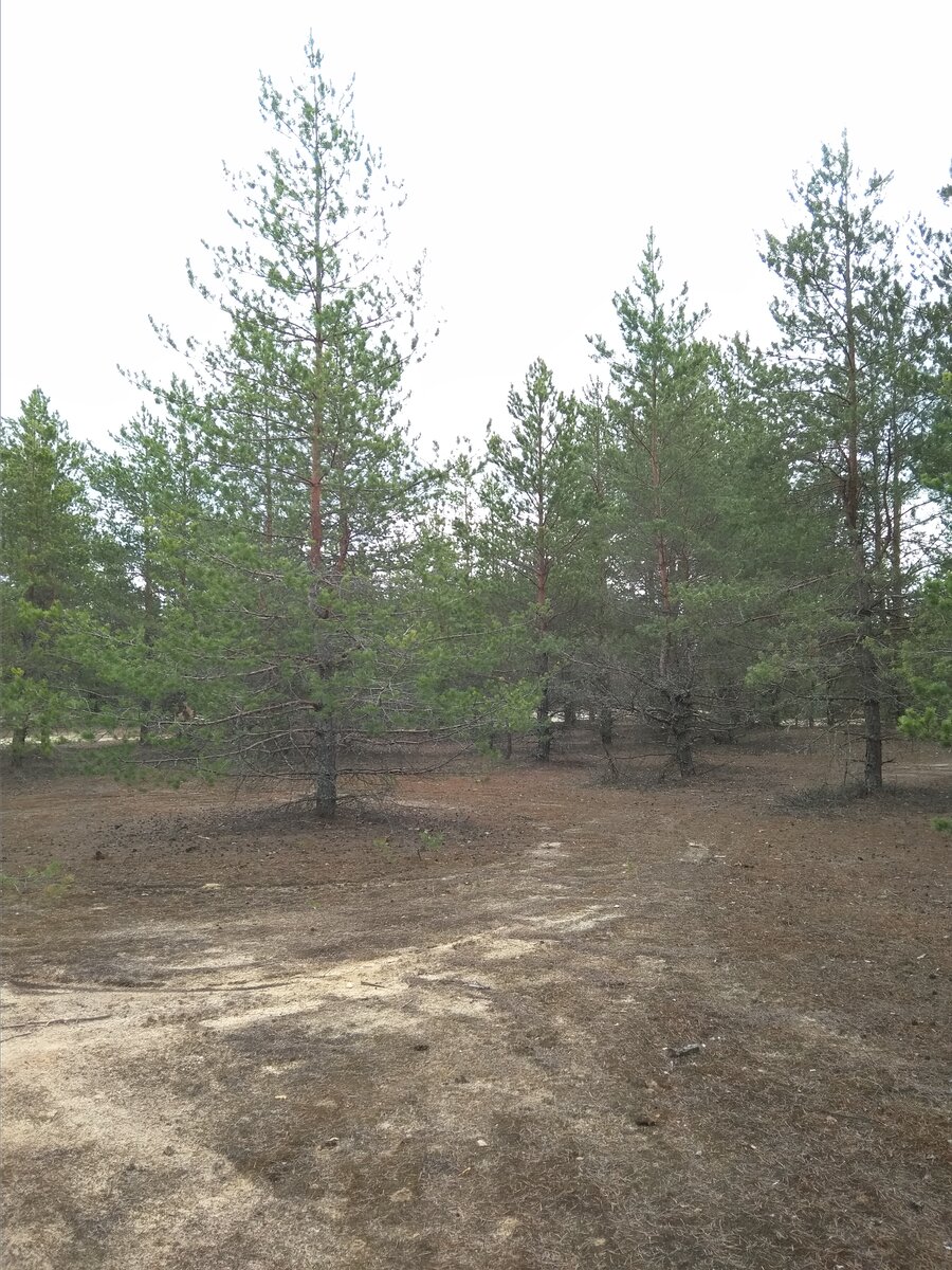Песок и сосны, день чудесный