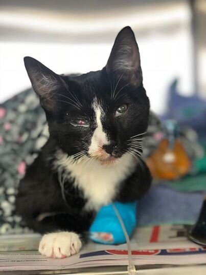 фото с сайта https://posts.amomama.es/144262-poppy-el-sobreviviente-gatito-afortunado.html