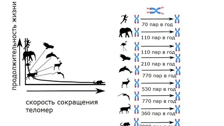 Зависимость средней продолжительности жизни от скорости сокращения теломер.Иллюстрация Kurt Whittemore et al., PNAS (2019)/перевод Вести.Наука.