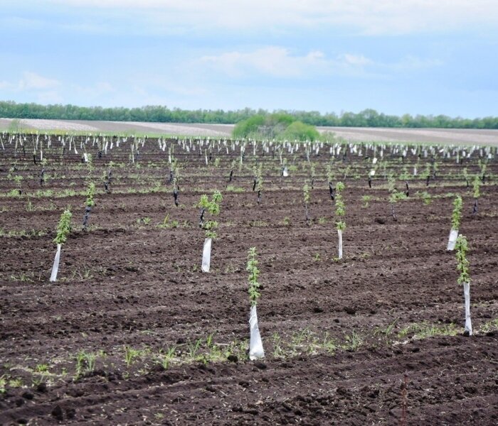 Изображение взято из открытых источников Яндекс.Картинки