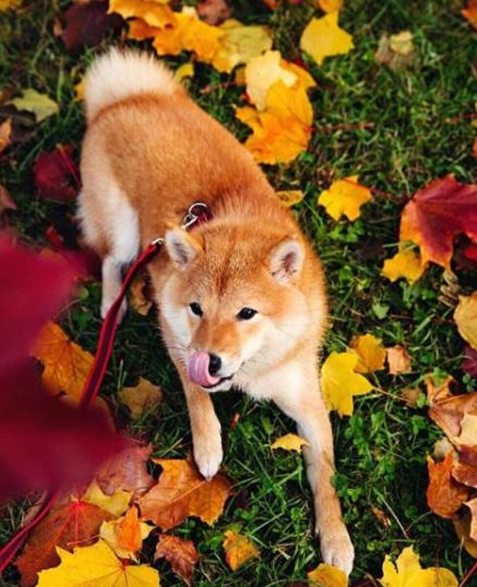 Шиба-ину, среди осенней листвы