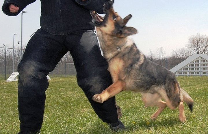 Яндекс.Картинки