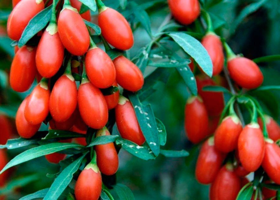 ягоды годжи на ветке