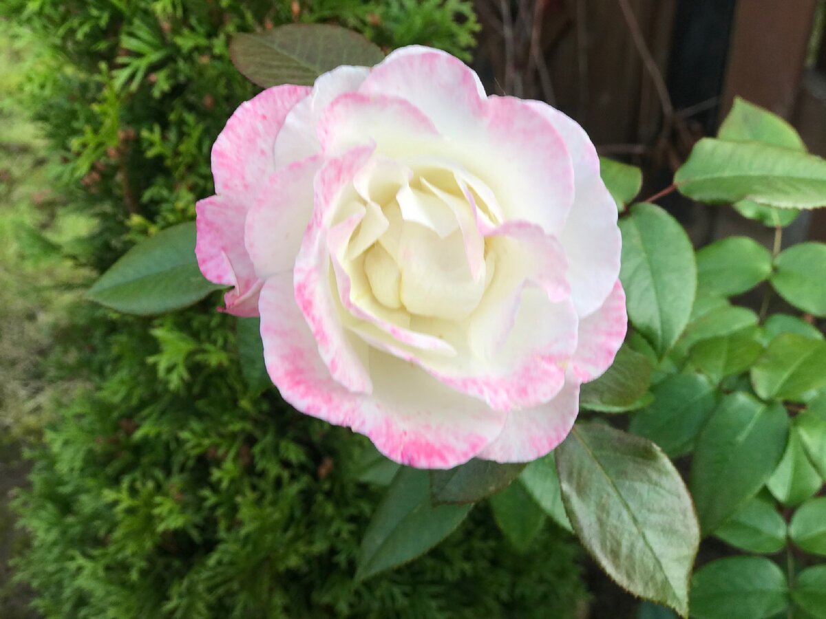 Раньше я не любила Розы. Теперь обожаю