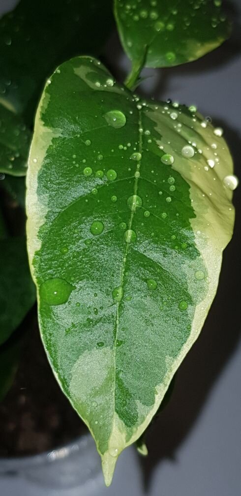 Личные фото