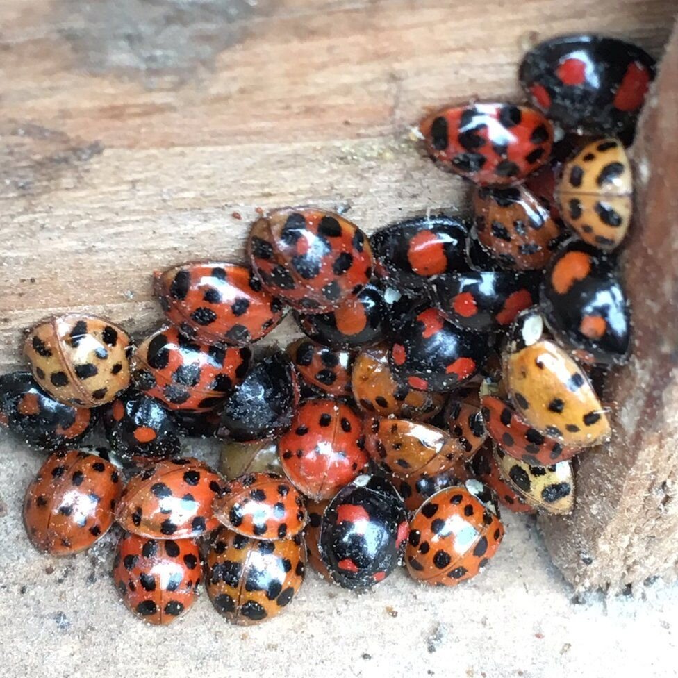 Божьи коровки предпочитают зимовать с людьми.