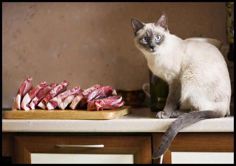 Долго искала на просторах Интернета котика с щедрым мясным угощением. В основном попадались вороватого вида котейки с понадкусанной колбасой. 