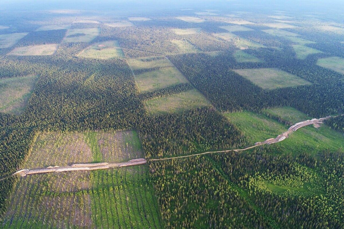 Сегодняшнее "зеленое море тайги"
