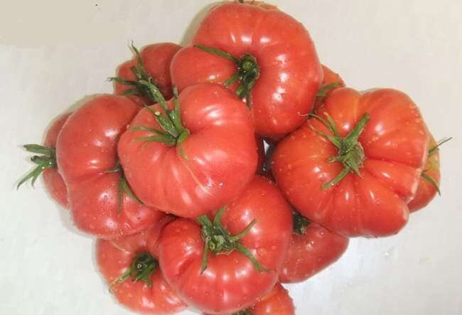 Сорт томата Минусинский Яблочный