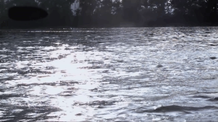 Летающий толстолобик