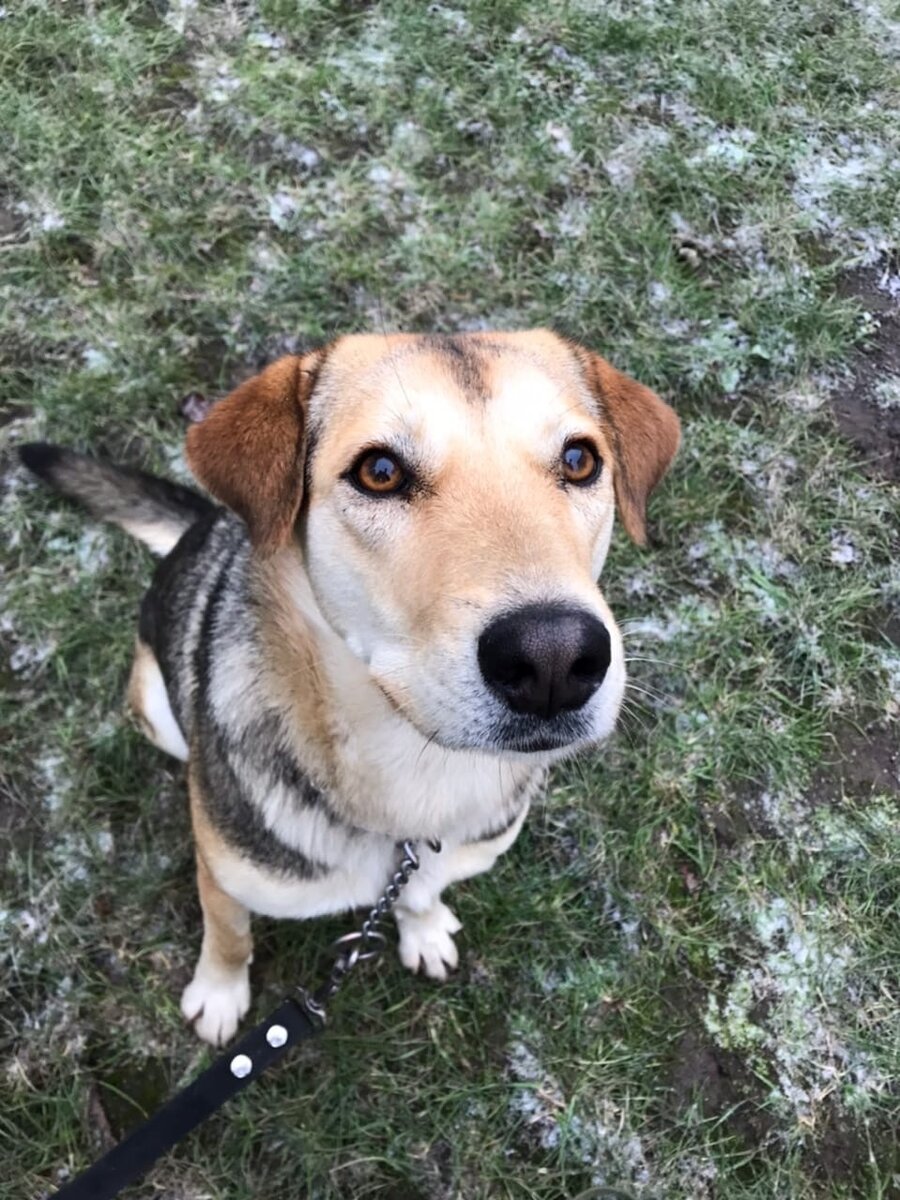 Это Рада, она долго ждала  когда её заметят и полюбят, и уже потеряла всякую надежду. 