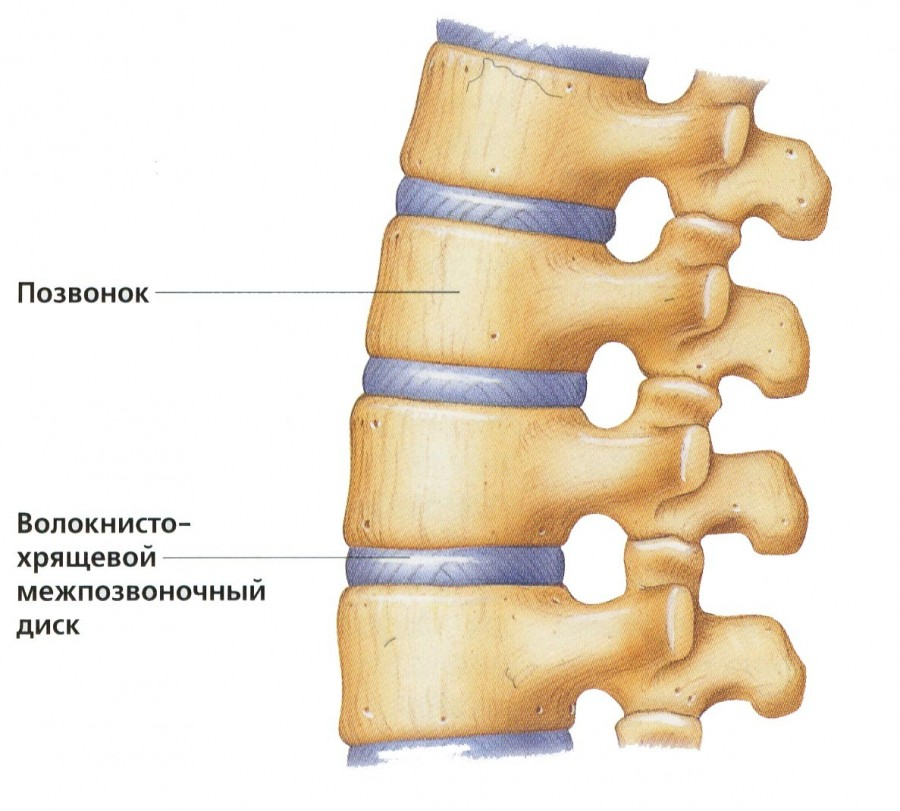 Остеохондроз диска поясничного отдела позвоночника. Межпозвоночные диски хрящевая ткань. Хрящевая прослойка между позвонками. Позвонок и межпозвонковый диск. Хрящ межпозвоночного диска.