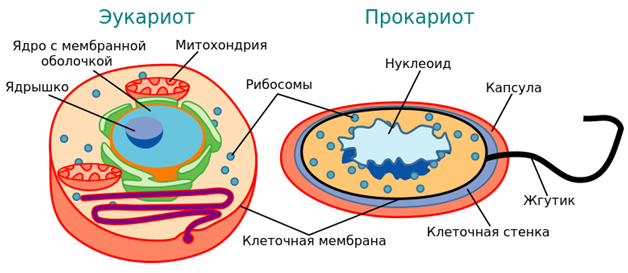 Отличия прокариотической и эукариотической клеток