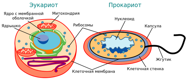 Эволюционный прогресс