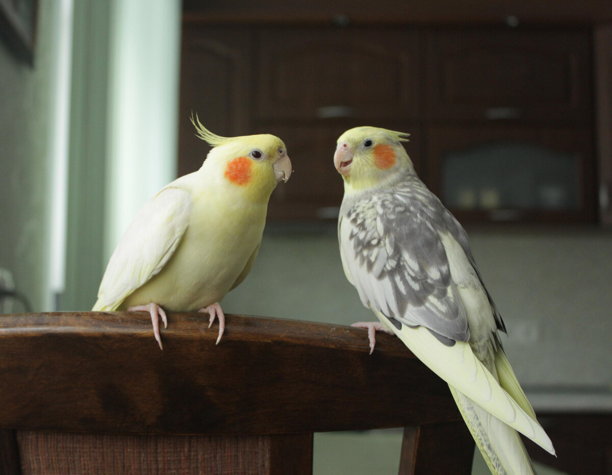 Наши первые кореллы. Пчёлка умерла в 4,5 года. Лютик - почти в 5 лет. Фото автора.