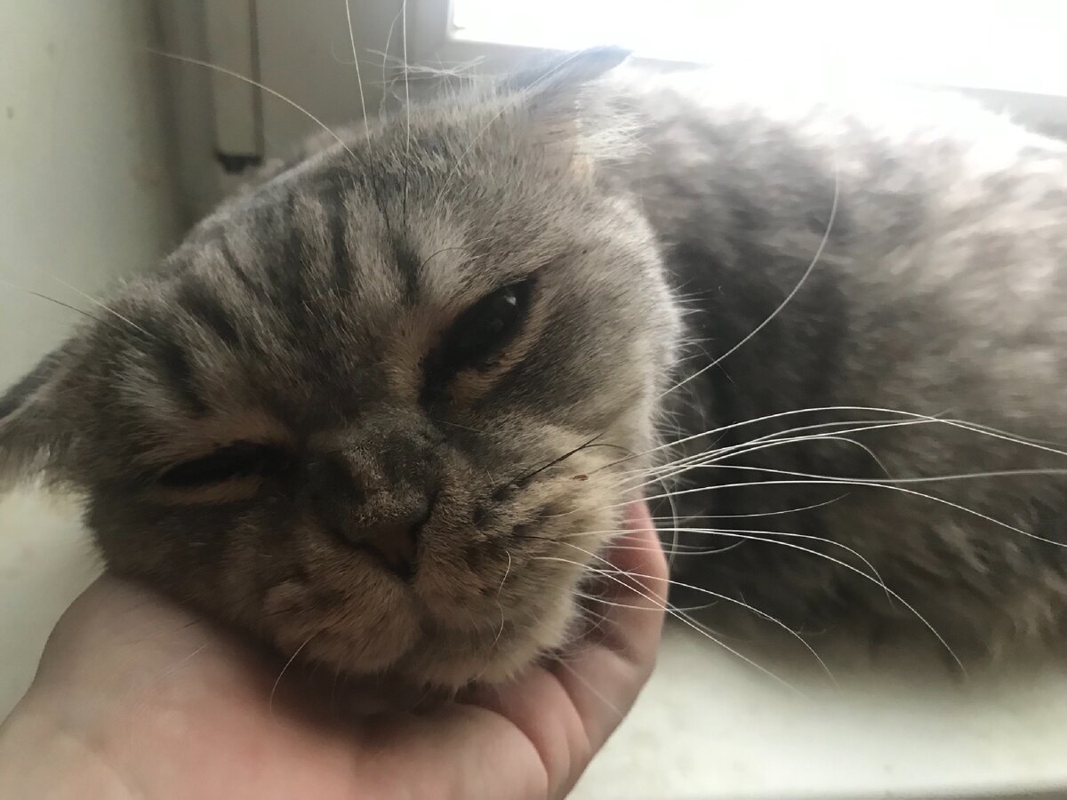 Последнее фото Бублика-Арчи