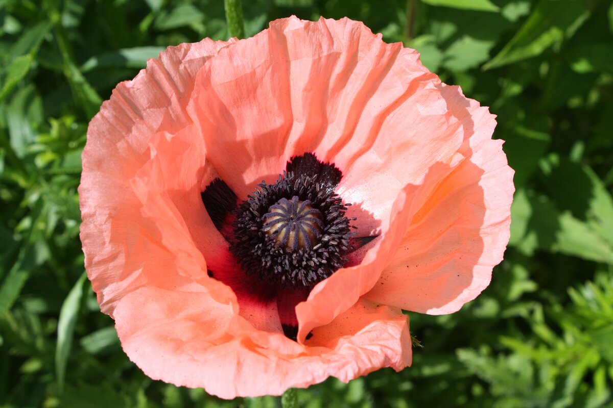 Мак фото описание. Мак Восточный (Papaver orientale). Мак Восточный (Papaver orientale l.). Мак Восточный бриллиант. Мак Papaver Cardinal.