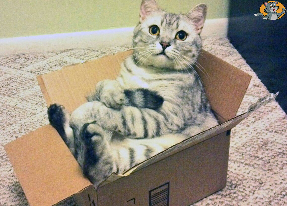 кот в упаковке. Фото из открытых источников