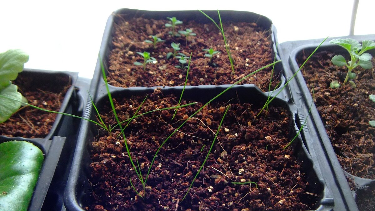 Ковыль на переднем плане, за ним - зверобой