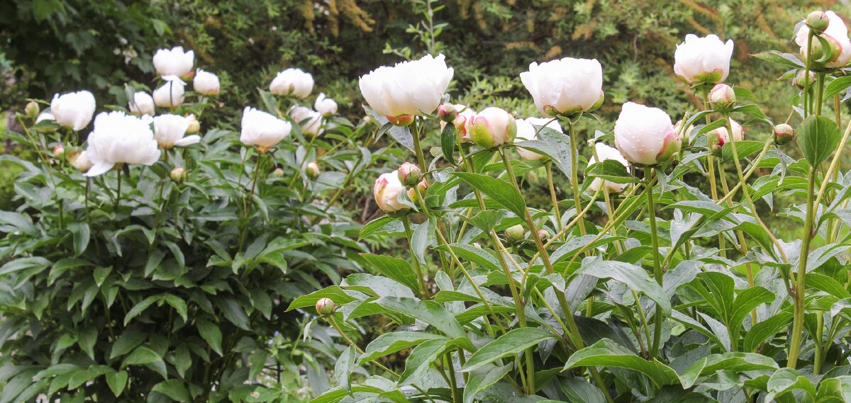 Иллюстрация для статьи используется по стандартной лицензии ©stroi-rasti.ru