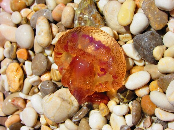 Выглядит красиво, жалит больно. Фото сделано автором 