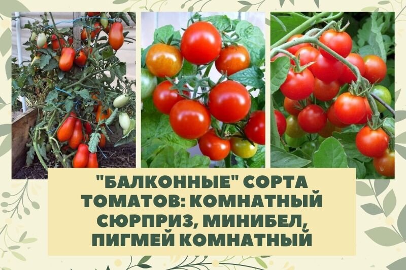 Томаты Гавриш Томат1234 - купить по выгодным ценам в интернет-магазине OZON (831