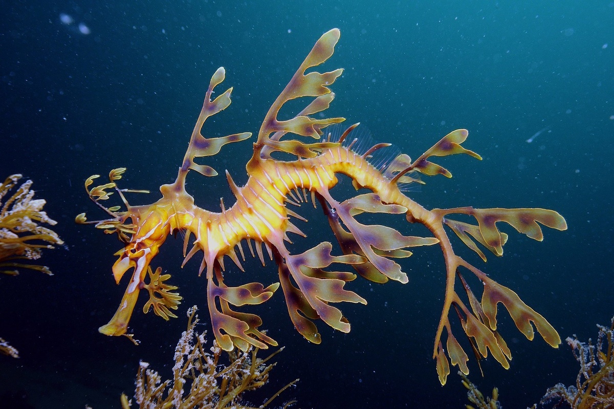 Морской дракон