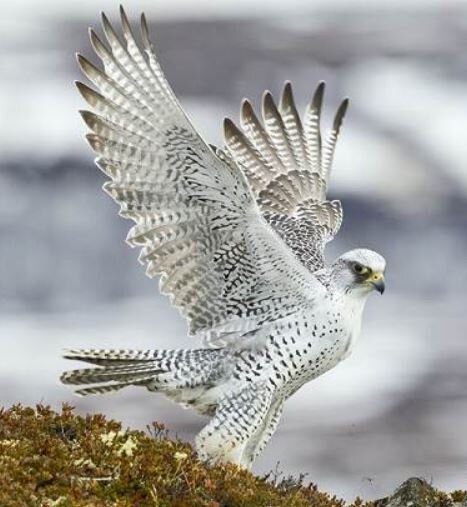 Царская птица