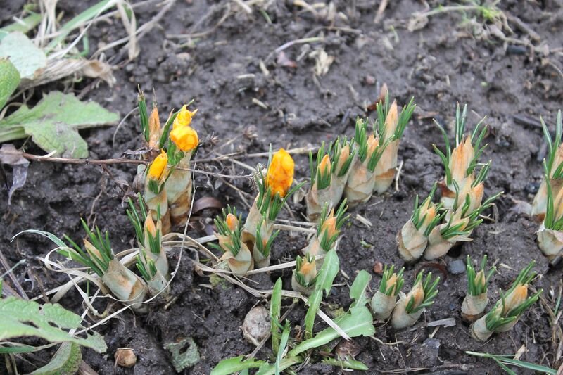 "солнце" из-под земли лезет, в виде крокусов