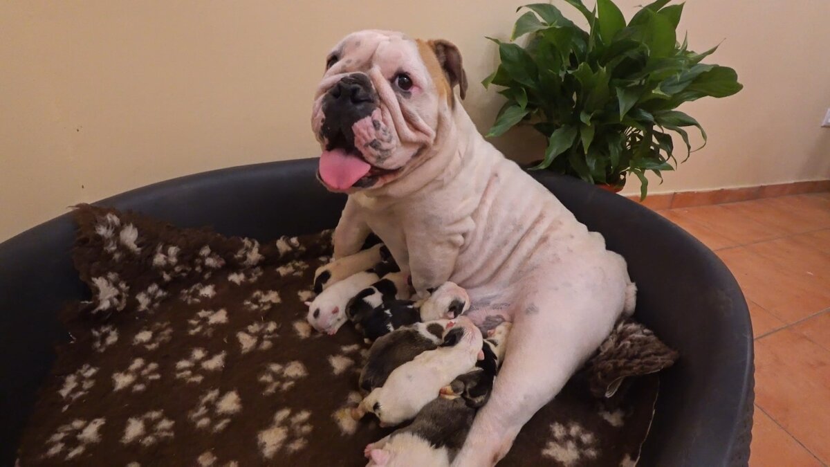 Английский Бульдог "Вита" с щенками