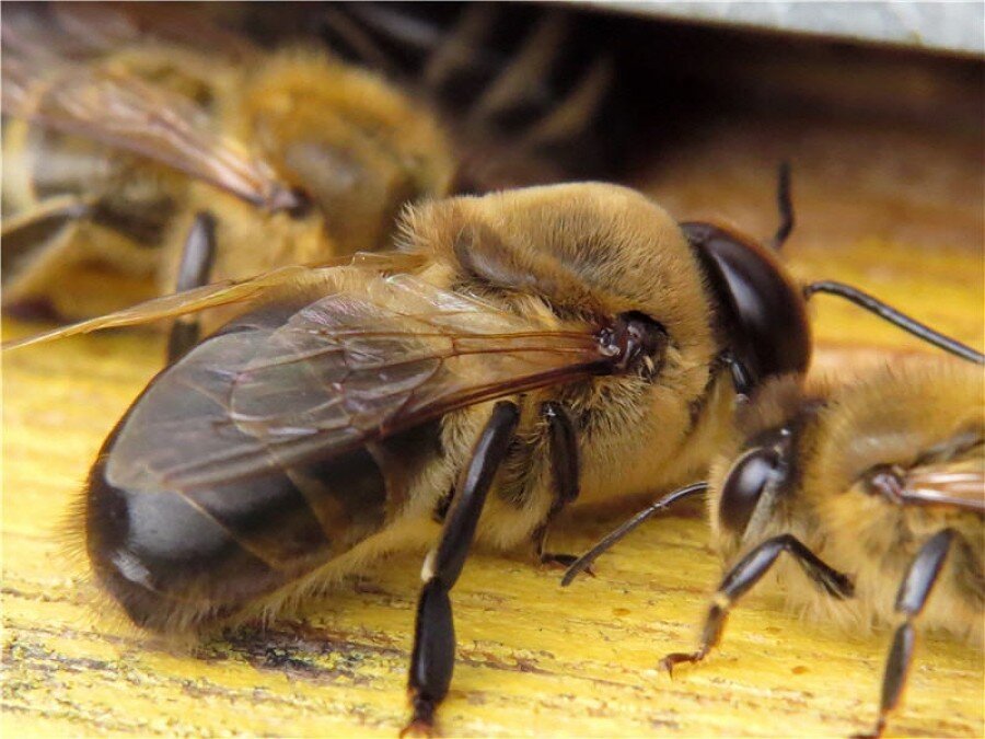 фото яндекс картинки  трутень