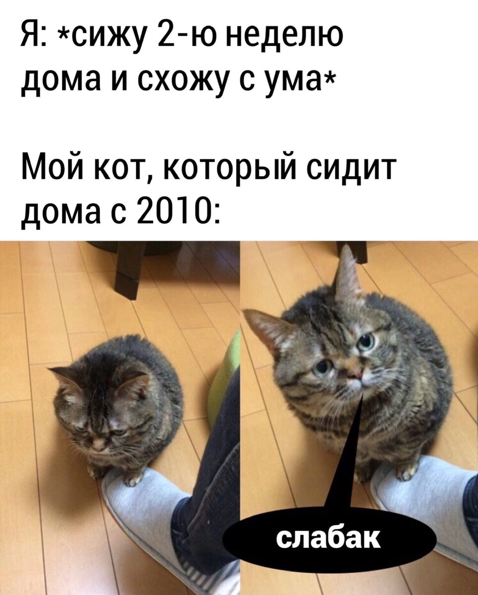 Смешные картинки с котами мемы