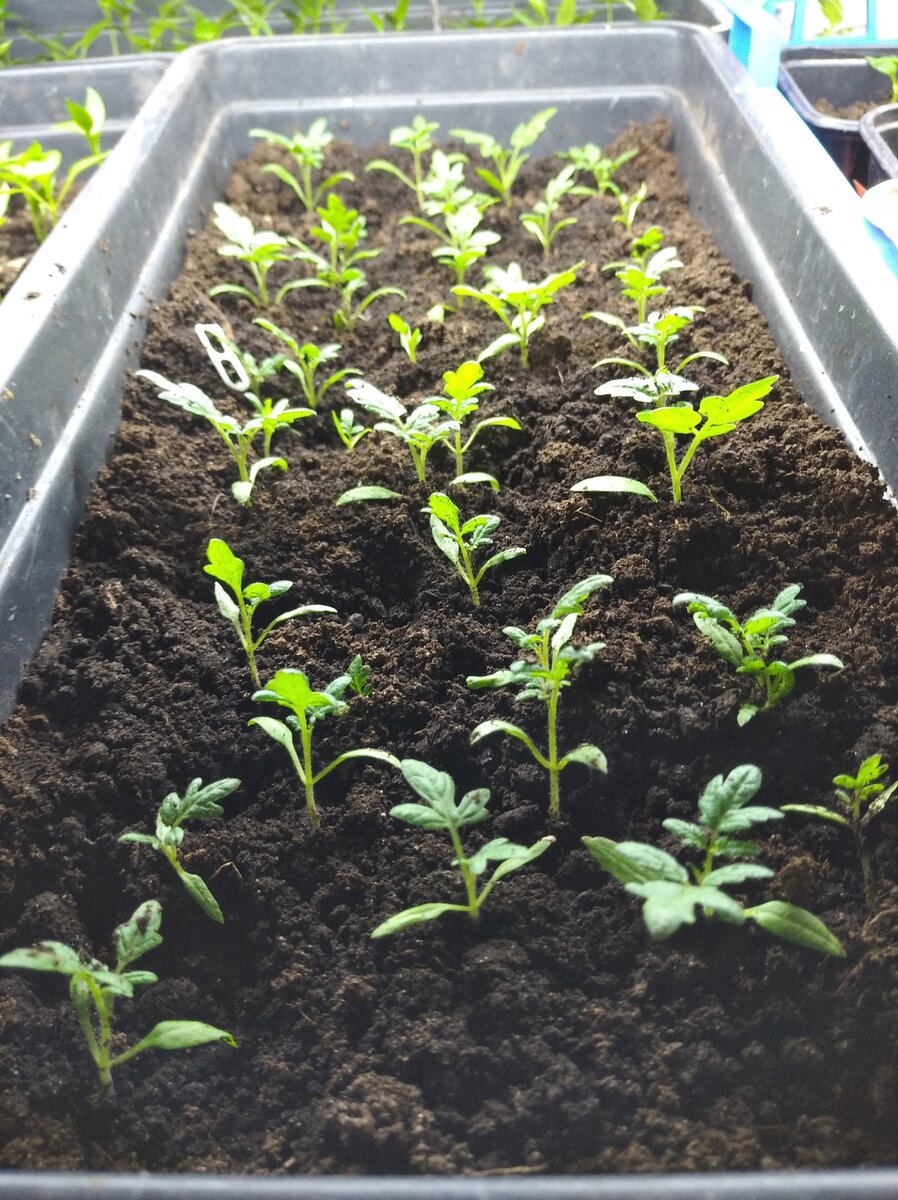 Томаты-черри