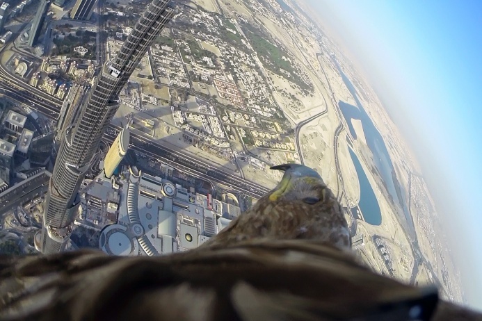 Вот примерно так я себя видел, только естественно глазами птички