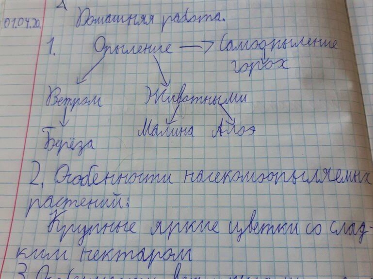 Домашнее задание по биологии