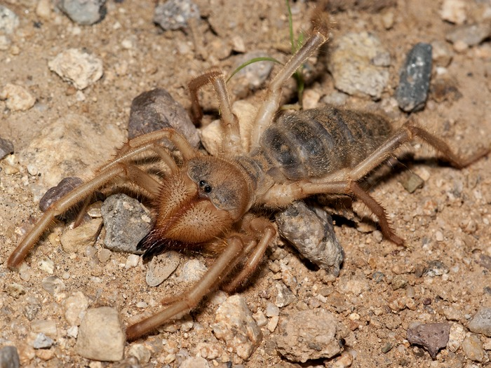 Степной хищник