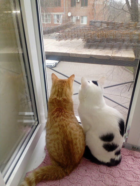 Фото из личного архива автора. Конец марта. Рыжик и Федя нарушают режим самоизоляции