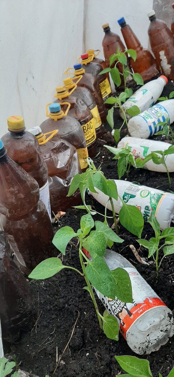 Мои перцы в теплице