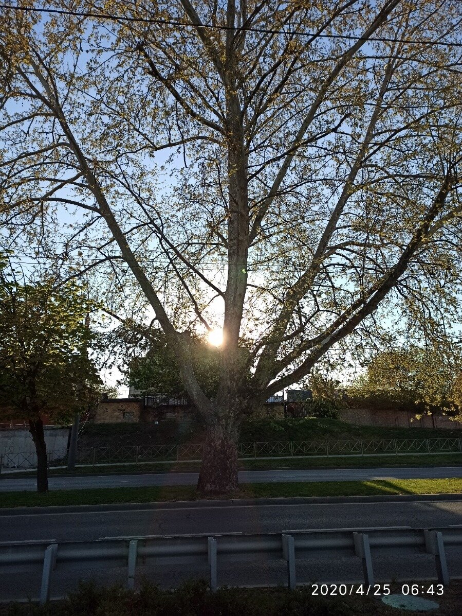 Моё любимое старое дерево на Кубанской набережной ранним утром