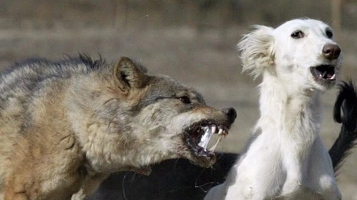 Пес нарвался не на того.