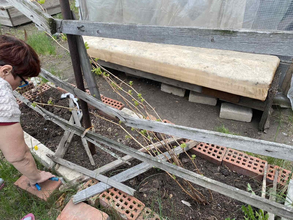 Вот так виноград выглядел, когда мы с мамой его открыли.