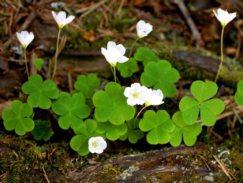 Oxalis acetosella - Image of an specimen - Plantarium