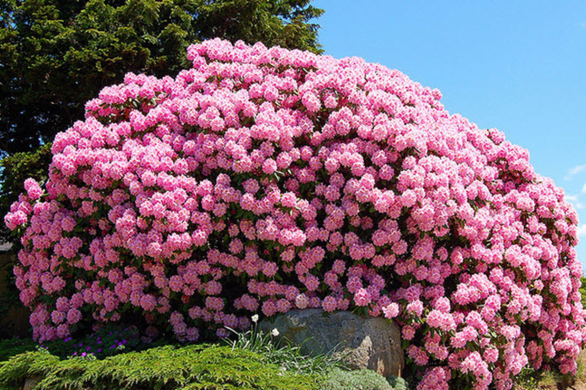 Рододéндрон  (лат. Rhododéndron) — род растений семейства Вересковые (Ericaceae)