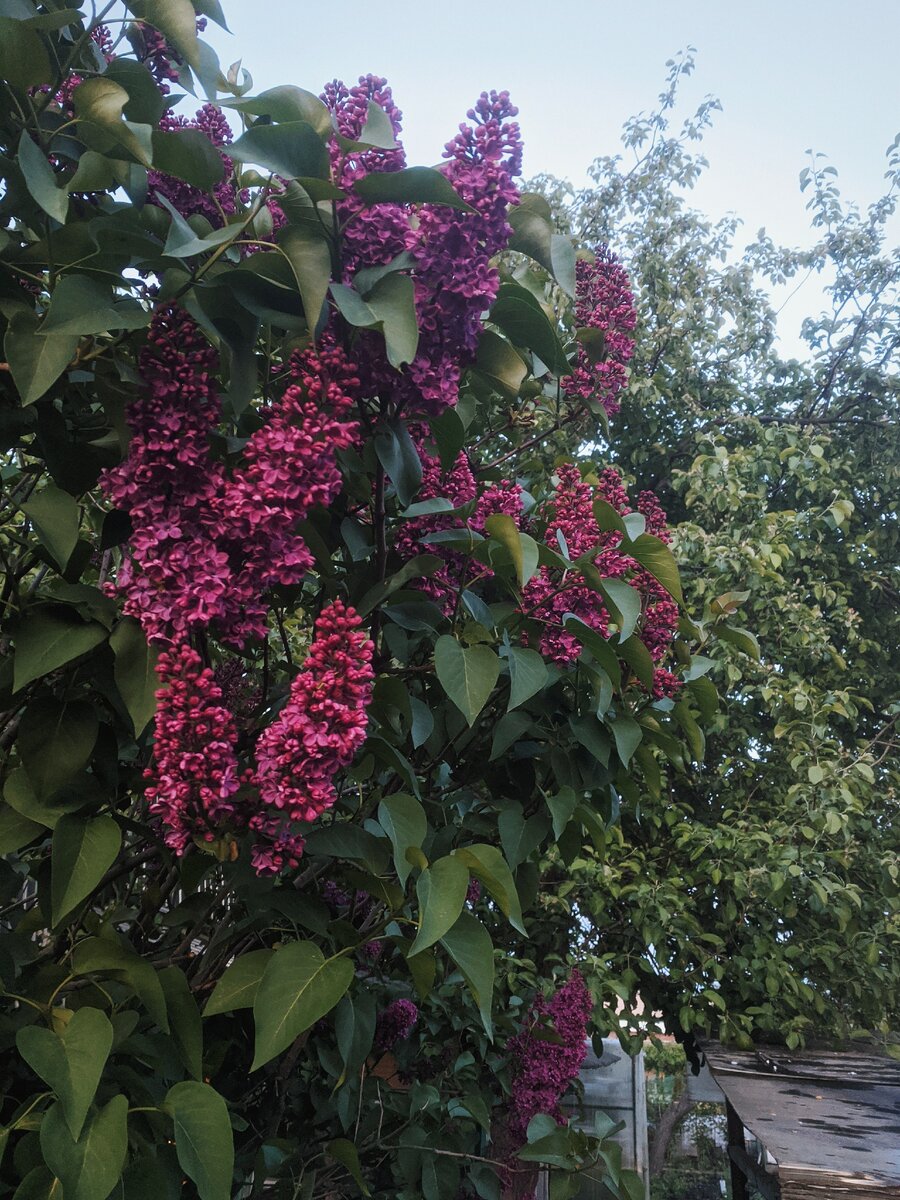 Сирень обыкновенная