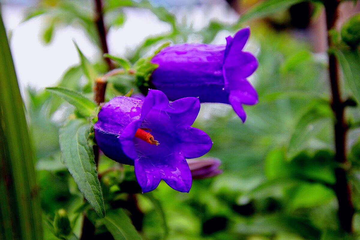 Колокольчик grandiflora