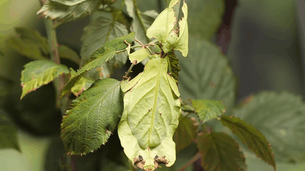 Источник: youtube.com