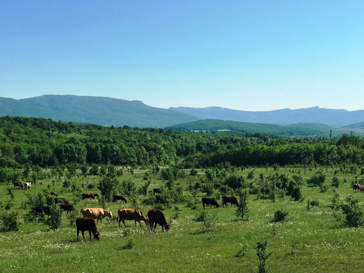 байдарская долина крым фото